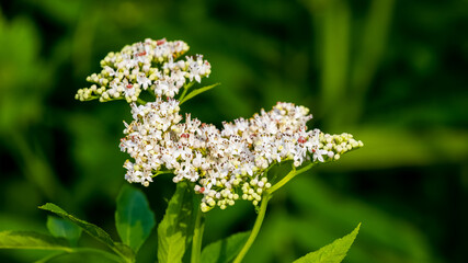 White elder flowers in the forest on a blurred green background