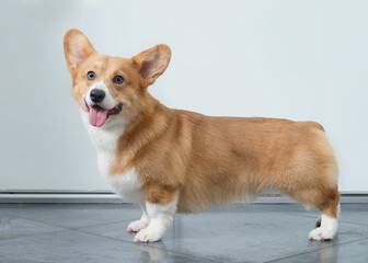 welsh corgi on a white background and dark tiles shows in the rack appearance after washing, drying and trimming.