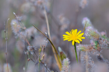 delicate meadow flower, yellow dandelion flower, macro photo, beautiful spring background and yellow wild flower. bokeh, natural blurred background
