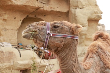 Touristic camel ride in Cappadocia