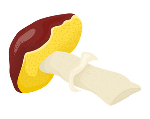 Lonely forest mushroom lying, collect outdoor organic woodland fungal champignon flat vector illustration, isolated on white. Concept vegetarian foodstuff, eco healthy eatable food fungus.