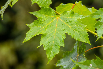 Green maple leaf with raindrops, summer background