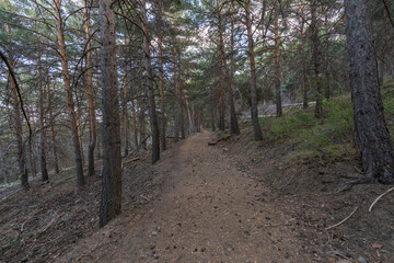 dirt road in Sierra Nevada