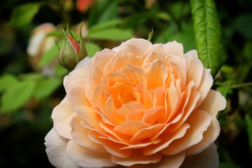 Rosa 'Grace Auskeppy' peach rose in flower during the summer months