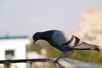 dove enjoying the view of Cappadocia