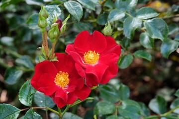 Flower Carpet 'Red Velvet Noare'  rose in flower during the summer months