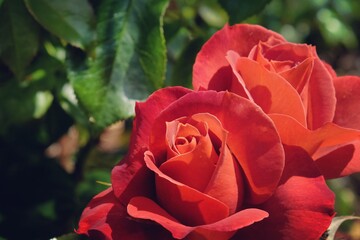 Rosa Hot Chocolate ' Wekpaltez' brown rose in flower during the summer months