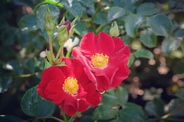 Flower Carpet 'Red Velvet Noare'  rose in flower during the summer months
