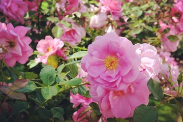 Rosa Cariad Auspanier pink rose in flower during the summer months