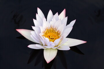A white water lily on a dark background