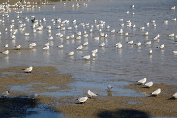 Flock of seagulls in shallow sea. Small boat in the background. Selective focus.