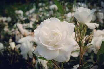 Rosa Iceburg 'Korbin' white rose in flower during the summer months