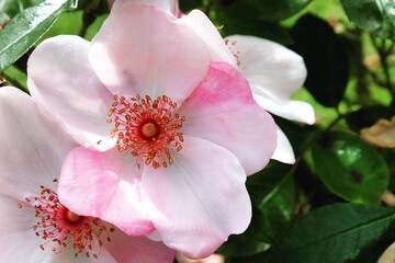 Obraz premium Rosa 'The Charlatan' pale pink rose in flower during the summer months