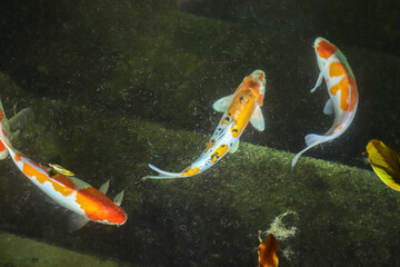 red decorative carps swim in the pond