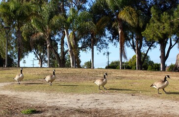 Wildlife in the Park