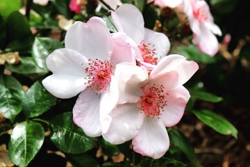Rosa 'The Charlatan' pale pink rose in flower during the summer months