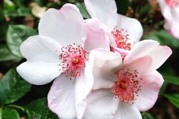 Rosa 'The Charlatan' pale pink rose in flower during the summer months