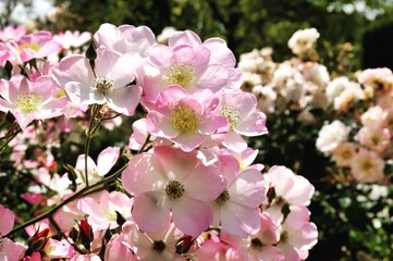 Obraz premium Rosa 'Lyda Rose' pale pink rose in flower during the summer months