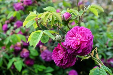 Rosa ÔReine des ViolettesÕ  purple  rose in flower during the summer months