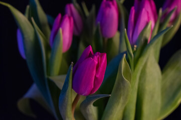 Tulpe