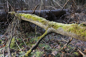 a fallen tree trunk covered with moss