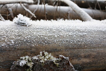 the bark of the tree covered with frost macro