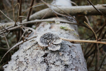 the bark of the tree covered with frost macro