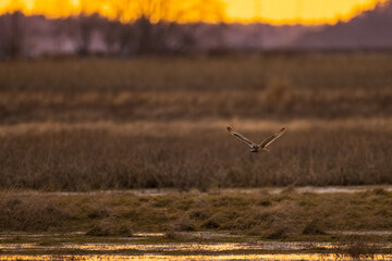 Short-eared owl flying and hunting over a grassy field at golden yellow sunset or sunrise sky in Pacific Northwest, USA