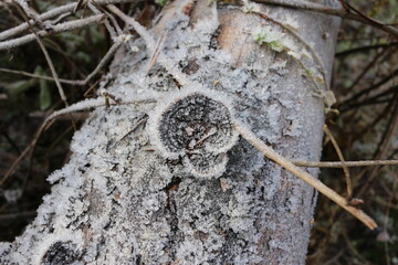 the bark of the tree covered with frost macro
