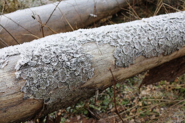 the bark of the tree covered with frost macro