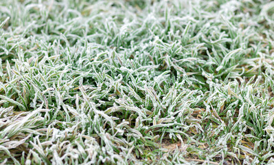 Background of frost or hoar on green grass in morning