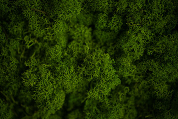 Perfect pure fresh green moos  3