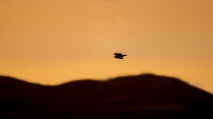Short-eared owl flying and hunting over a grassy field at golden sunset or sunrise sky in Pacific Northwest, USA