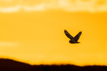 Fototapeta na wymiar Short-eared owl flying and hunting over a grassy field at golden sunset or sunrise sky in Pacific Northwest, USA