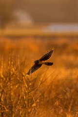 Short-eared owl flying and hunting over a grassy field at golden sunset or sunrise in Pacific Northwest, USA