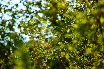 Fototapeta na wymiar young leaves on the trees