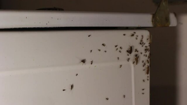 Cockroaches in the kitchen. Cockroaches crawl on the surface. Harmful insects have settled in the house. Destruction of insects. Many insects scatter in different directions. Pest control in the kitch