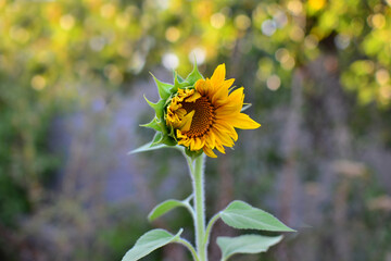 a drop-down sunflower against a background of sun glare