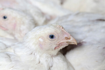 broiler breed of chicken