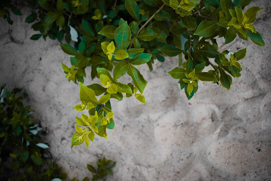 A green colored plant grown in a beach © Aravind