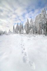 Fußspuren im Winterwald