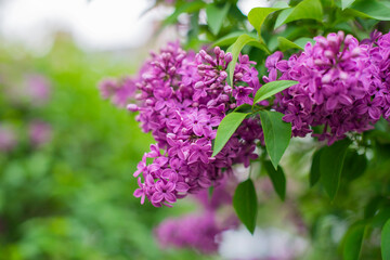 Fototapeta na wymiar beautiful bushes with lilac flowers in the garden