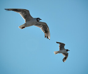 Two seagull flying freely in the sky