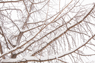 Árboles cubiertos de nieve después de un temporal