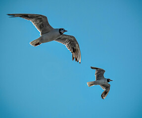 Two seagull flying freely in the sky