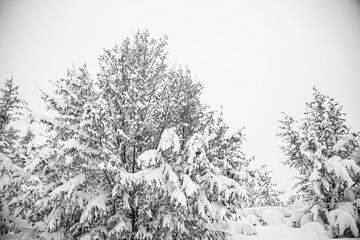 Fototapeta na wymiar Árboles cubiertos de nieve después de un temporal