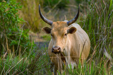 Naklejka na ściany i meble Dark brown african cow with long horns grazes in the field. Guinea, West Africa