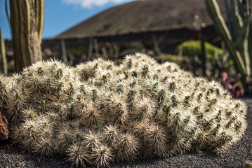 Mound of cacti