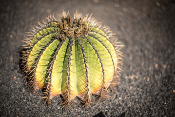 Cactus in sun