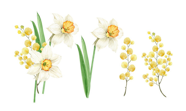 watercolor set of spring flowers daffodils mimosa, on white background hand painted